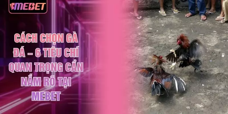 Cách Chọn Gà Đá – 6 Tiêu Chí Quan Trọng Cần Nắm Rõ Tại MEBET