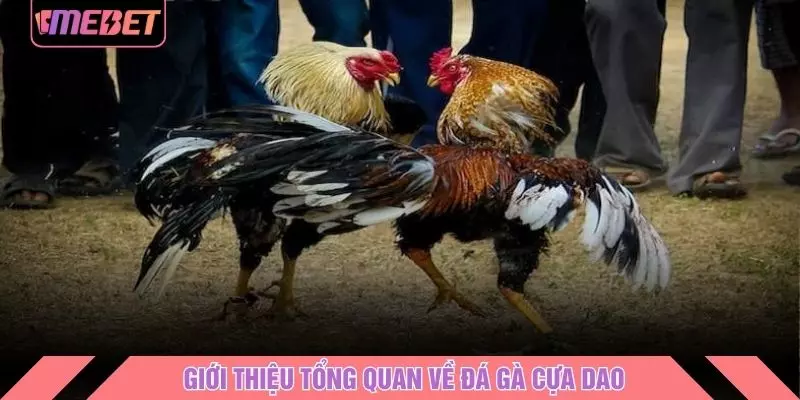 Giới thiệu tổng quan về đá gà cựa dao