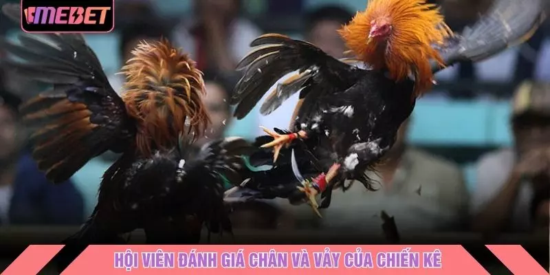 Hội viên đánh giá chân và vảy của chiến kê