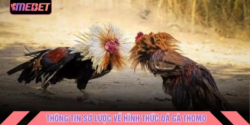 Thông tin sơ lược về hình thức đá gà thomo