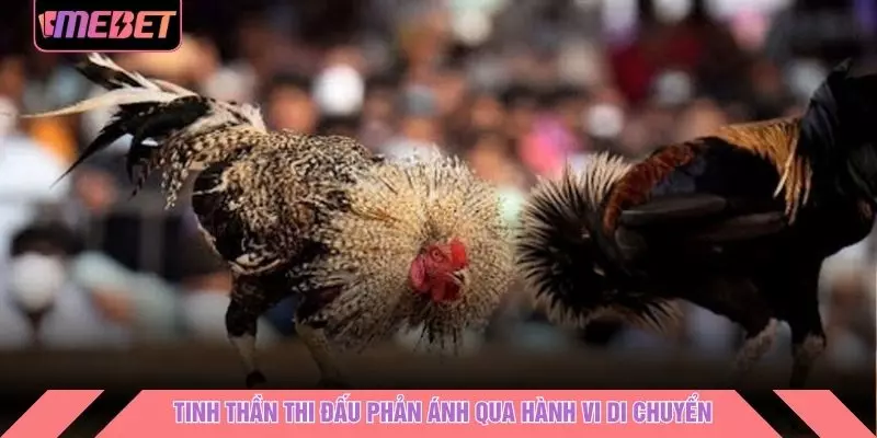 Tinh thần thi đấu phản ánh qua hành vi di chuyển
