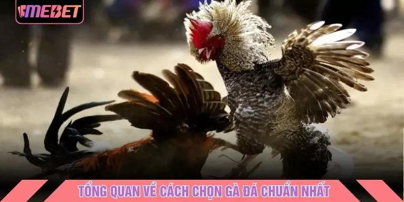 Tổng quan về cách chọn gà đá chuẩn nhất