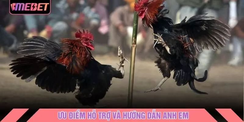 Ưu điểm hỗ trợ và hướng dẫn anh em